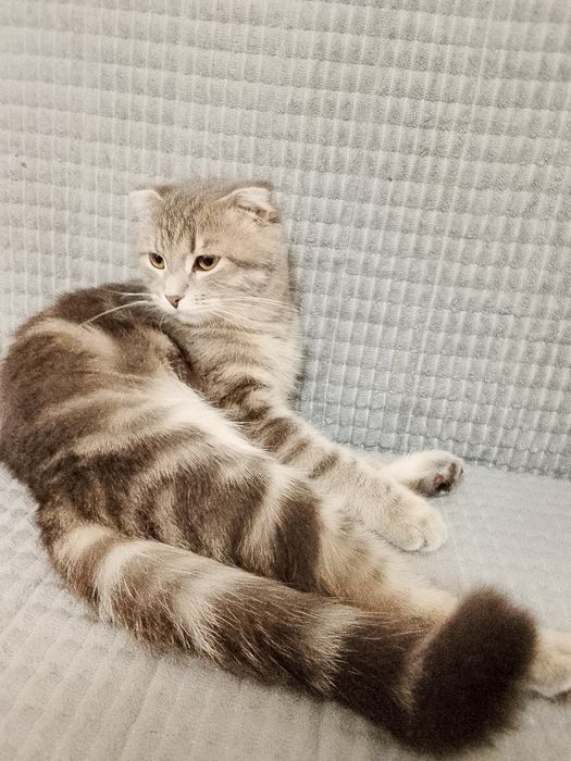 Отдам в хорошие руки