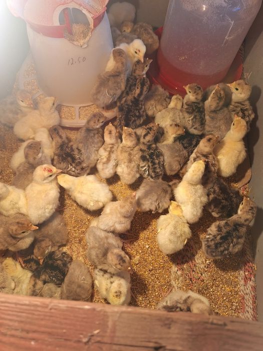 Curci și curcani de casă