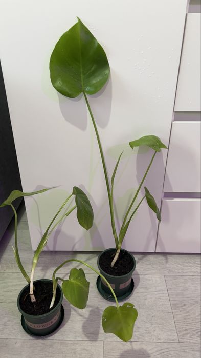 Монстера в продаже