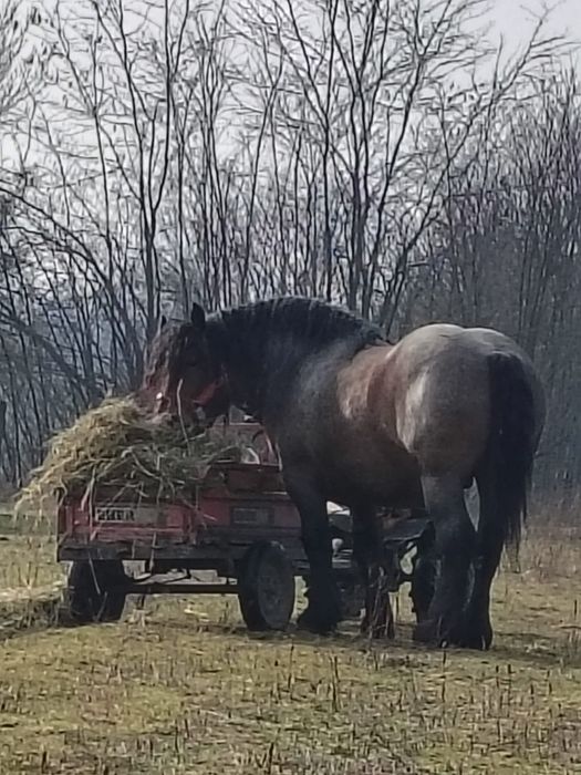 Vând armăsar sau la schimb cu iapă