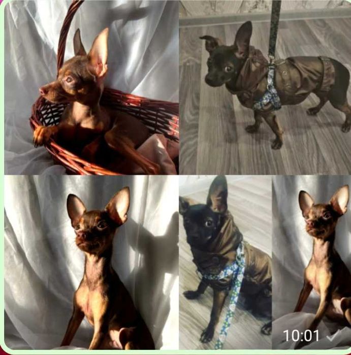 Щенки русский той терьер