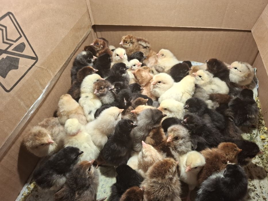 Продам цыплят  домашние
