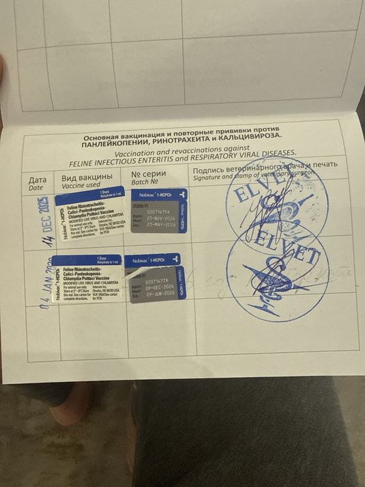 Ищем красивую,читсую жену для пародистово кота