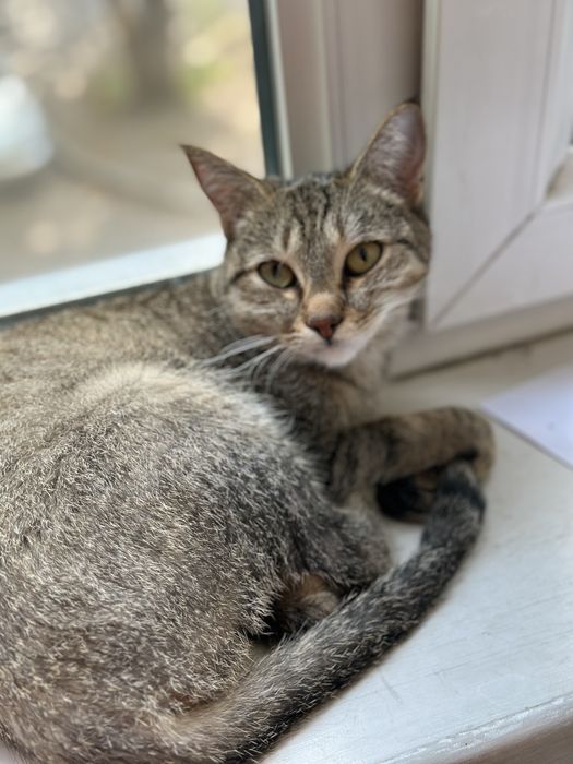 Отдам кошечку в добрые руки