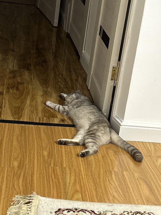 Девочкааа кошка