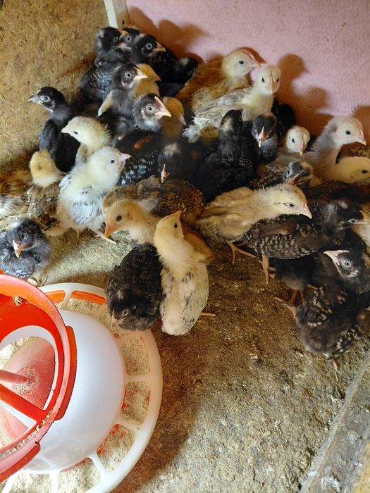 Vand pui tasa mixta de carne si puide gaina brahma maimulte soiuri gai