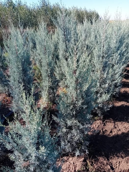 Leylandii chiparos argintiu