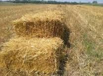 Vind baloți de grîu și ovăs, prețul variază  în funcție cantitate 0741