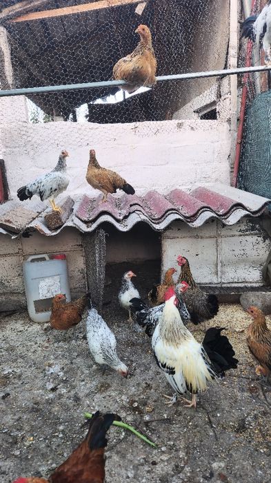 Găinușe pitice aprilie 2025