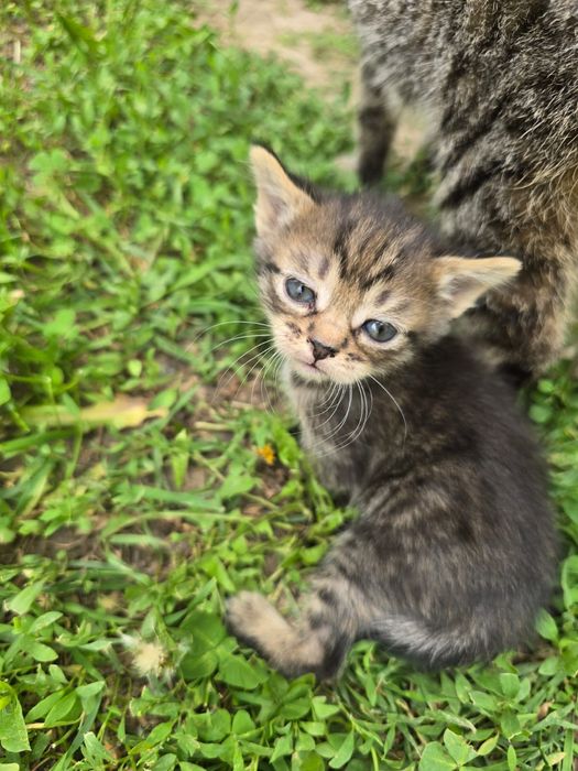 Отдам котят в добрые руки