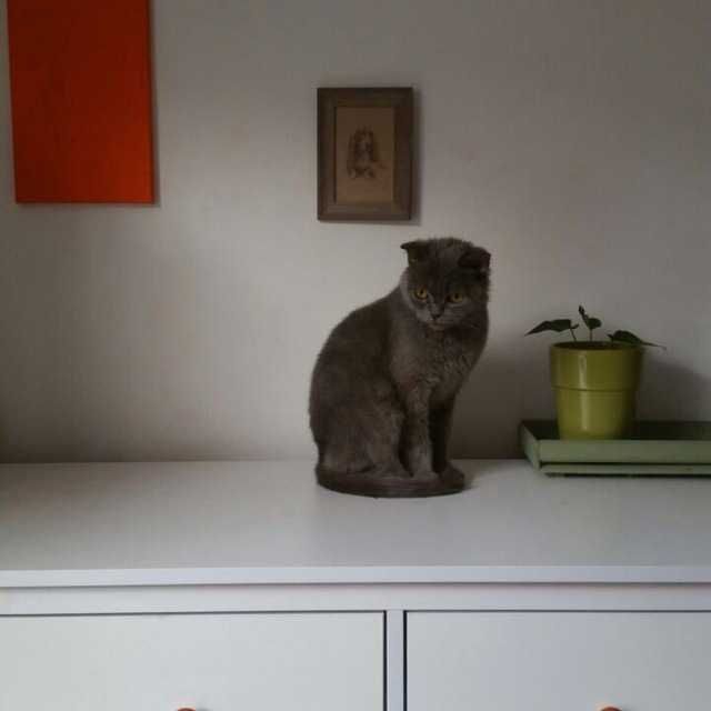 Передержка кошек, котят. Центр.