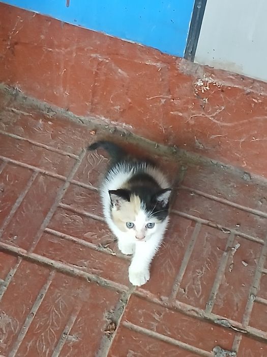 Котёнок бесплатно
