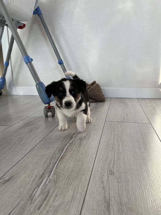 Щенок девочка с доставкой