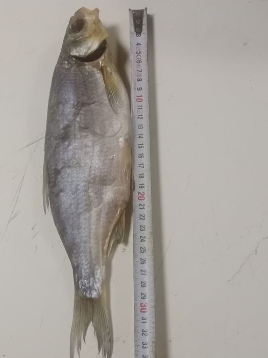 Рыбец малосольные  ,