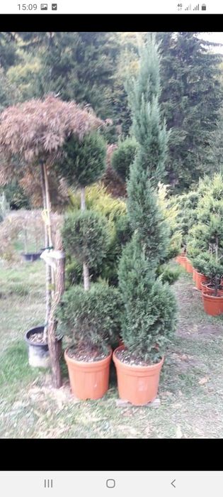 Vând plante ornamente diferite specii