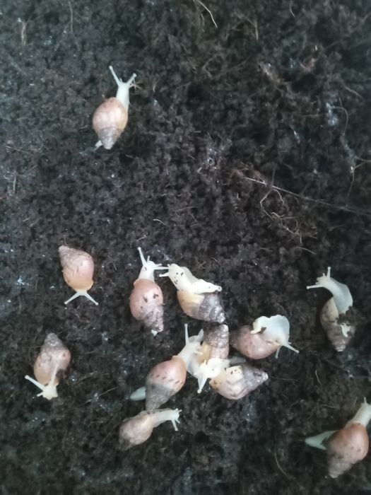 Улитка Ахатина Гигантская