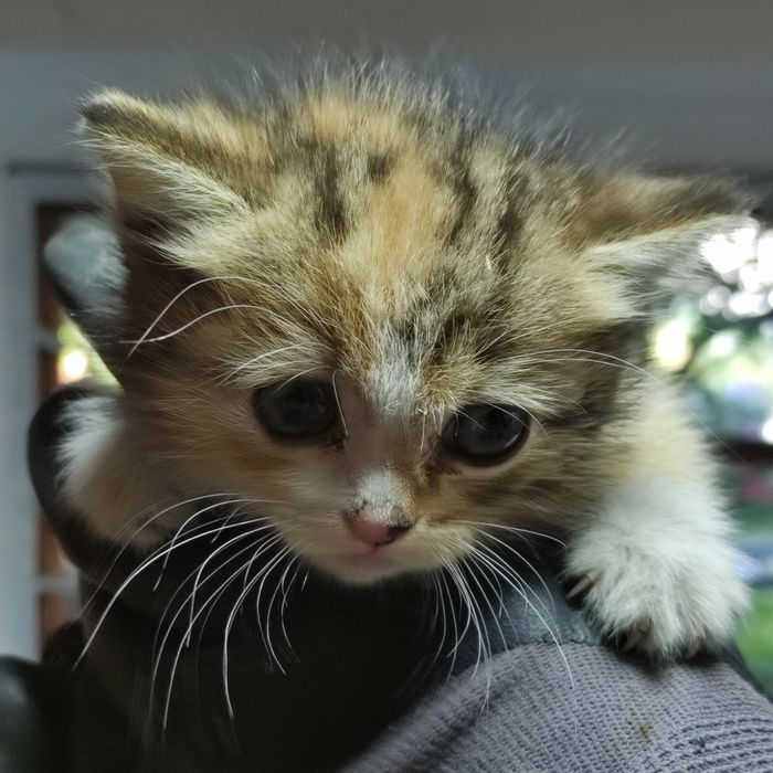 Котёнок отдам даром