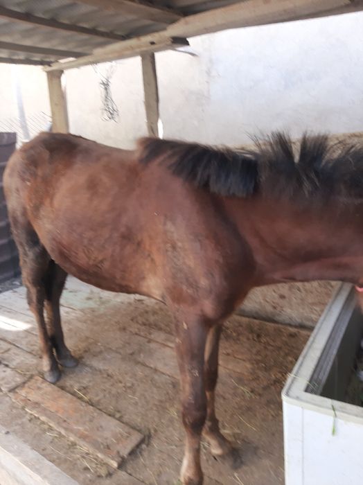 Жабағлы    сатылады