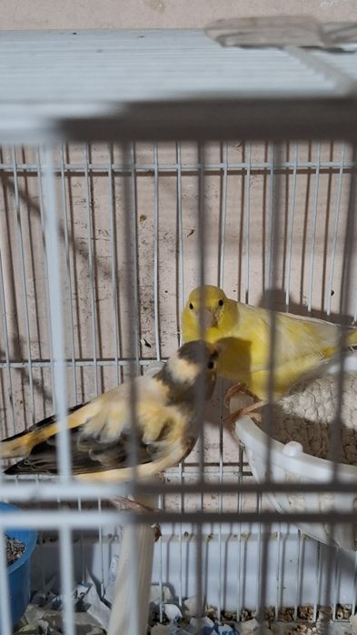 Канерейки. Дисковые. Тройники