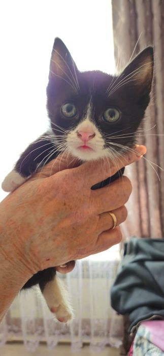 Отдам котят 1,5 мес.