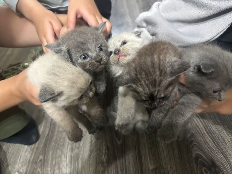 котята породистые