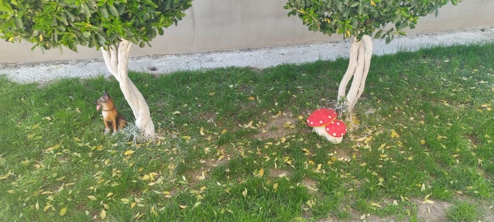 Евонимус-японика 2м.