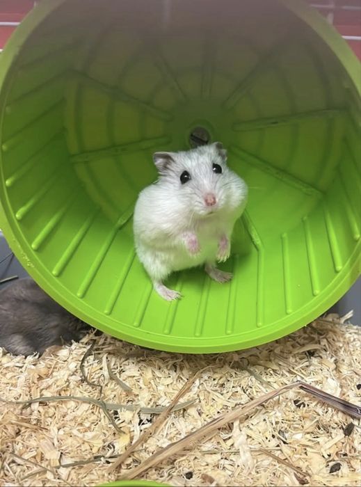 vand hamsteri,4 albi unul gri