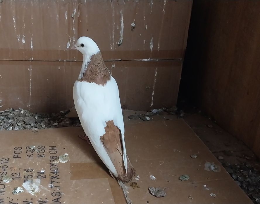 Бакинские Голуби