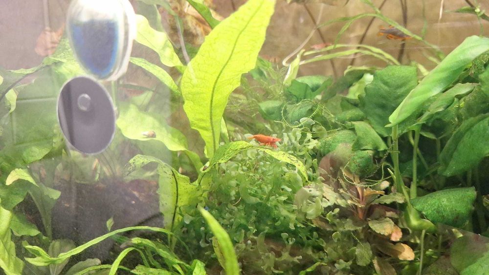 Planta acvariu Bucephalandra pygmaea 'Bukit Kelam' Tropica