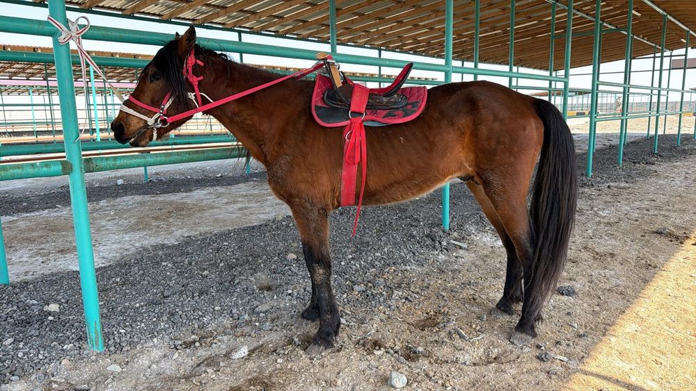 Мінгі торы Төбелі Жылқы