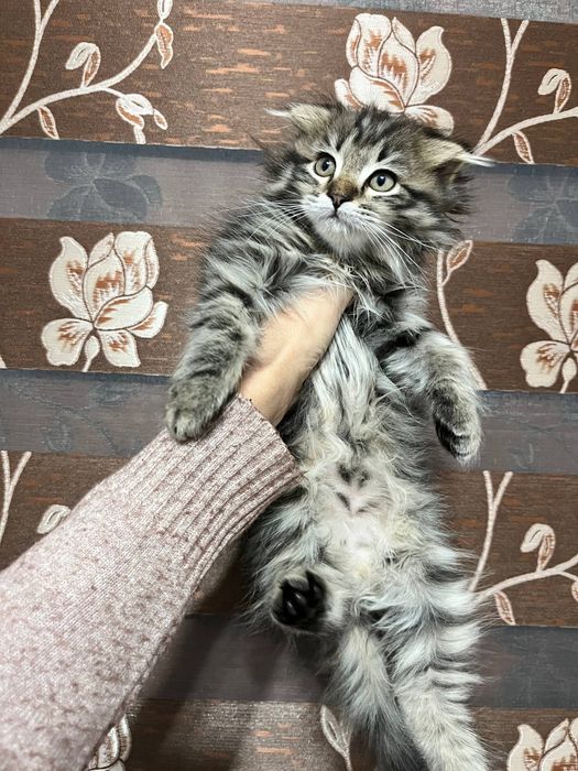 Чиройли мушук боласи сотилади жинси угил