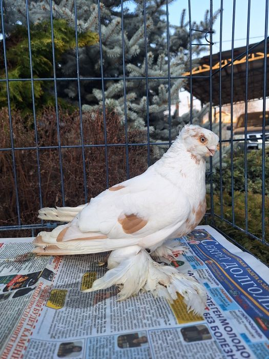 Продам самца 2025 по гульбадамам