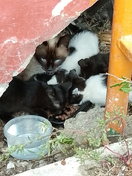 Отдадим котят в добрые руки