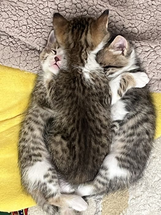 Продам котенков 1,5 месяца