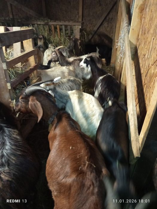 Schimb 60 de capre pe 80 de oi