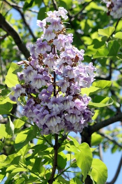 Paulownia Tomentosa(Arborele Prințesei)