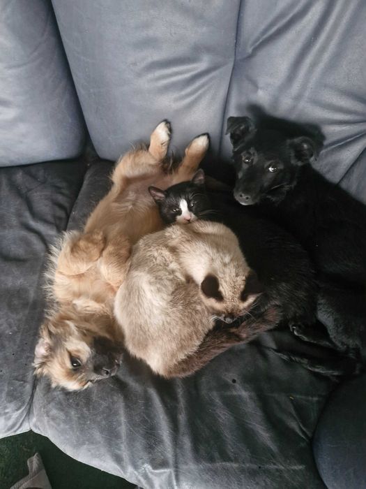 Donez caine /catel /  pui de 5 luni