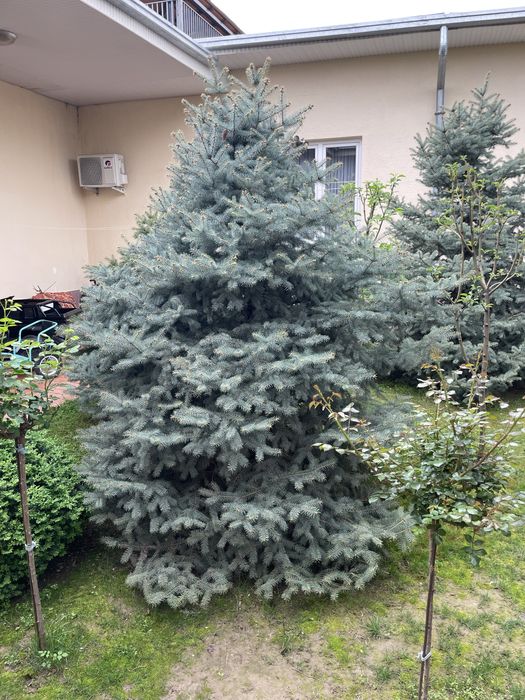 Продам галубой ель