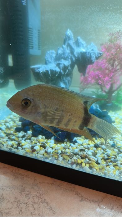 Северум изумрудный