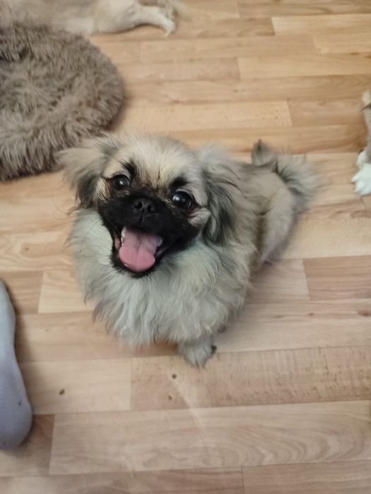 Продаются Щенки Пекинеса