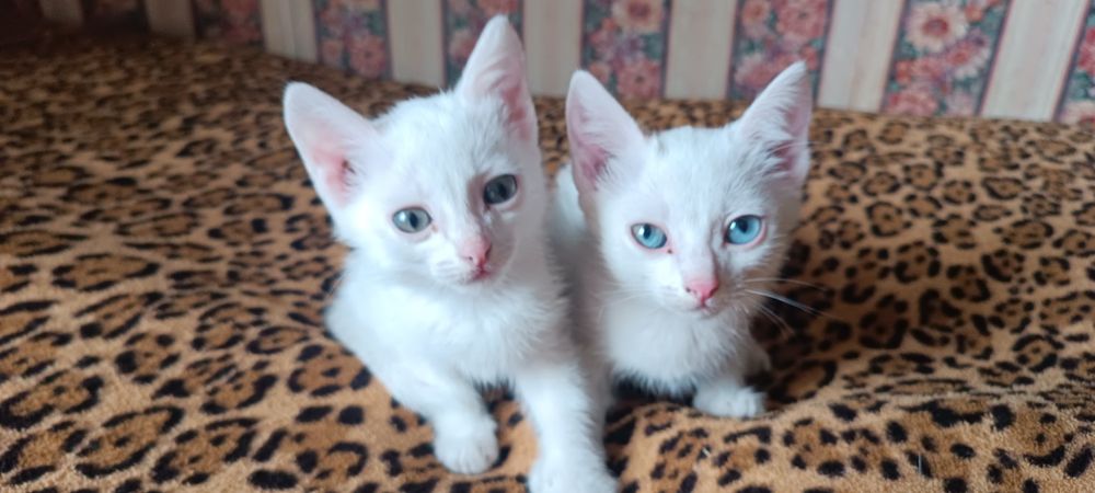 Отдам котят, в хорошие руки (Все девочки)
