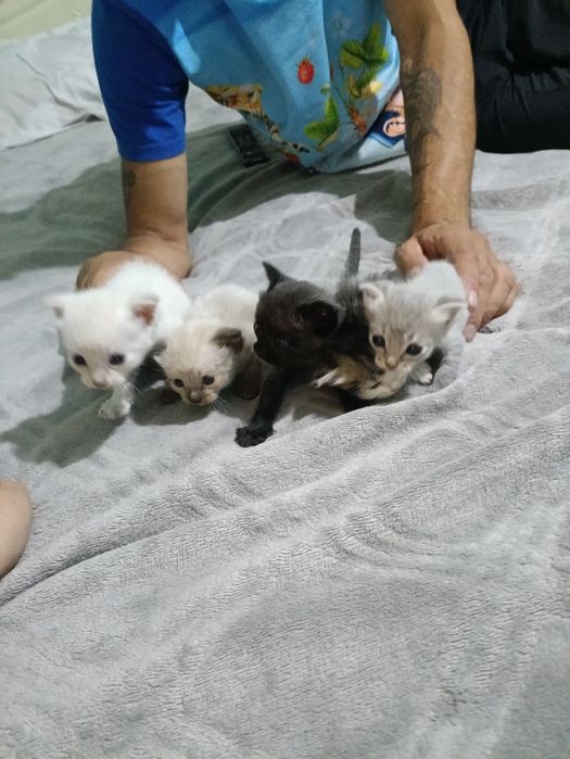 Отдам котят в хорошие руки!!!