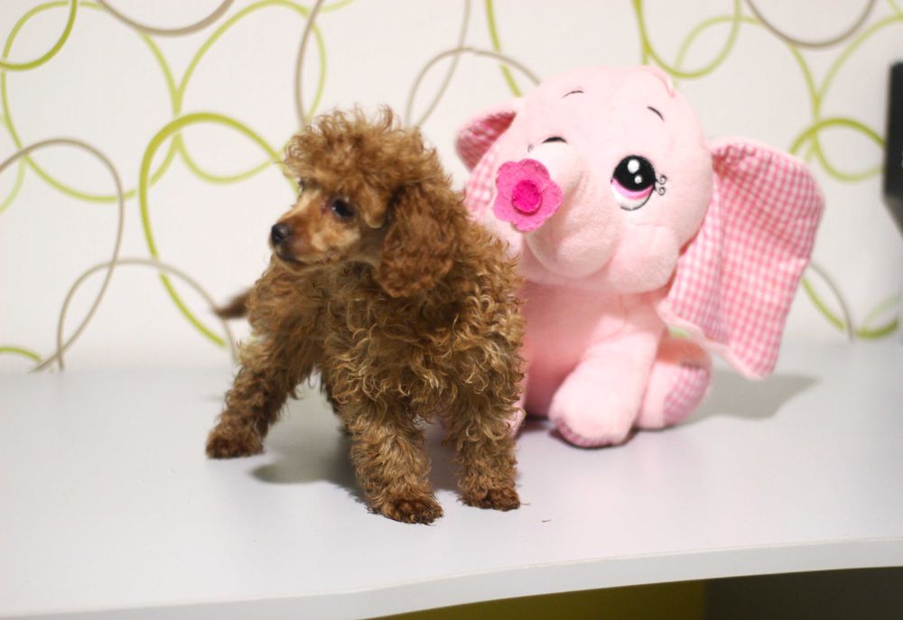 Той пудел бебета от родословни родители