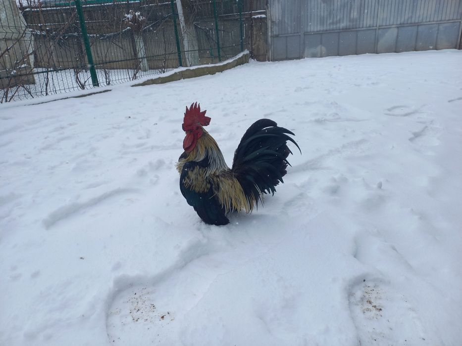 De vânzare găini pitici