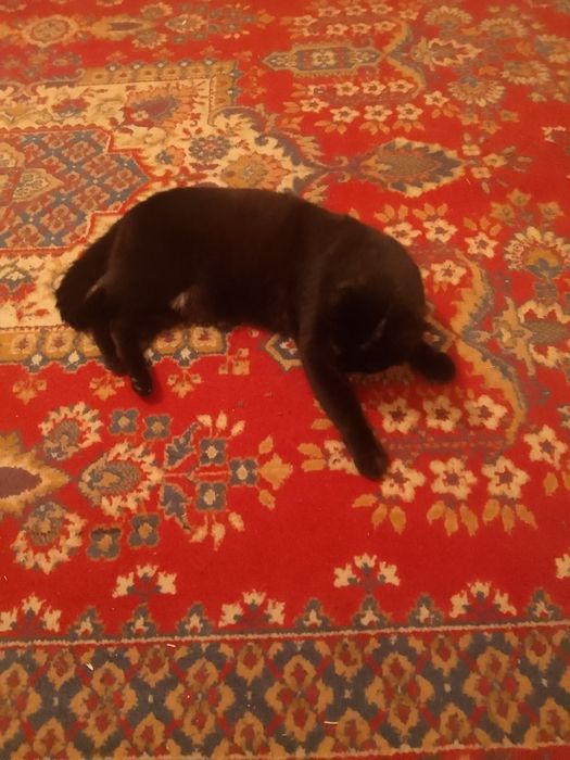 Кот для вязки с кошкой