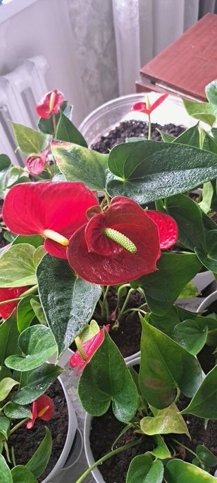 Продам Цветы мужское счастье