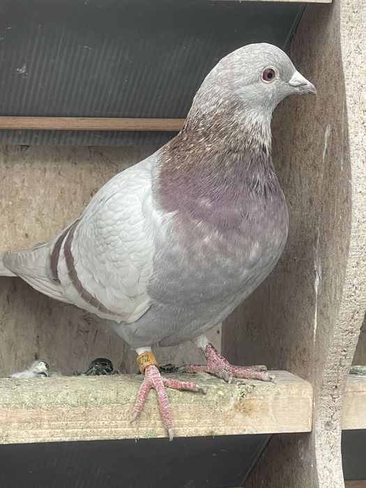 Porumbei de vanzare!