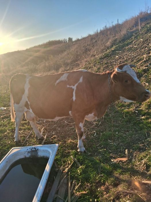 Vand vaca gestanta in  o lună  și  junică gestanta in 6 luni