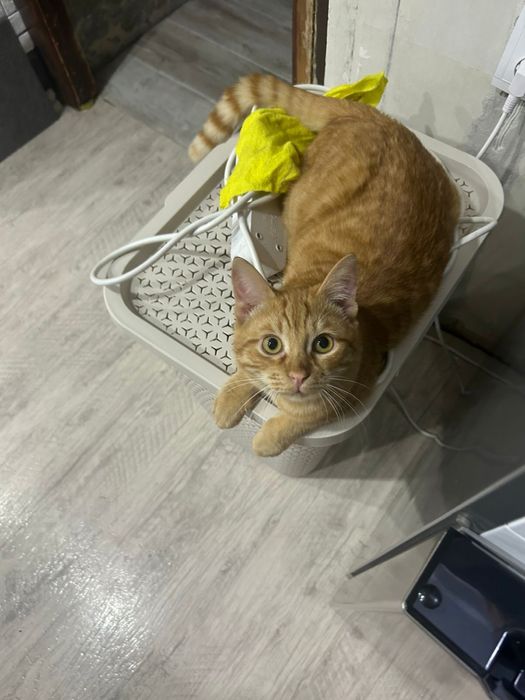 Отдам кота в добрые руки