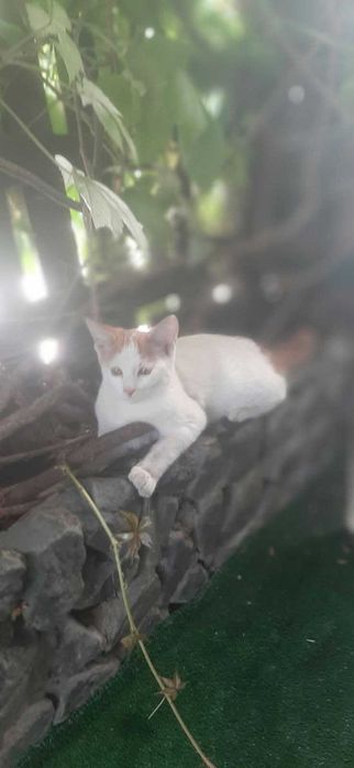 Подаряват се две котенца